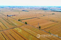 <b>“收割机指数”绘就中国麦收新图景</b>