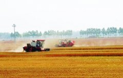 <b>夏粮:不一样的丰收年</b>